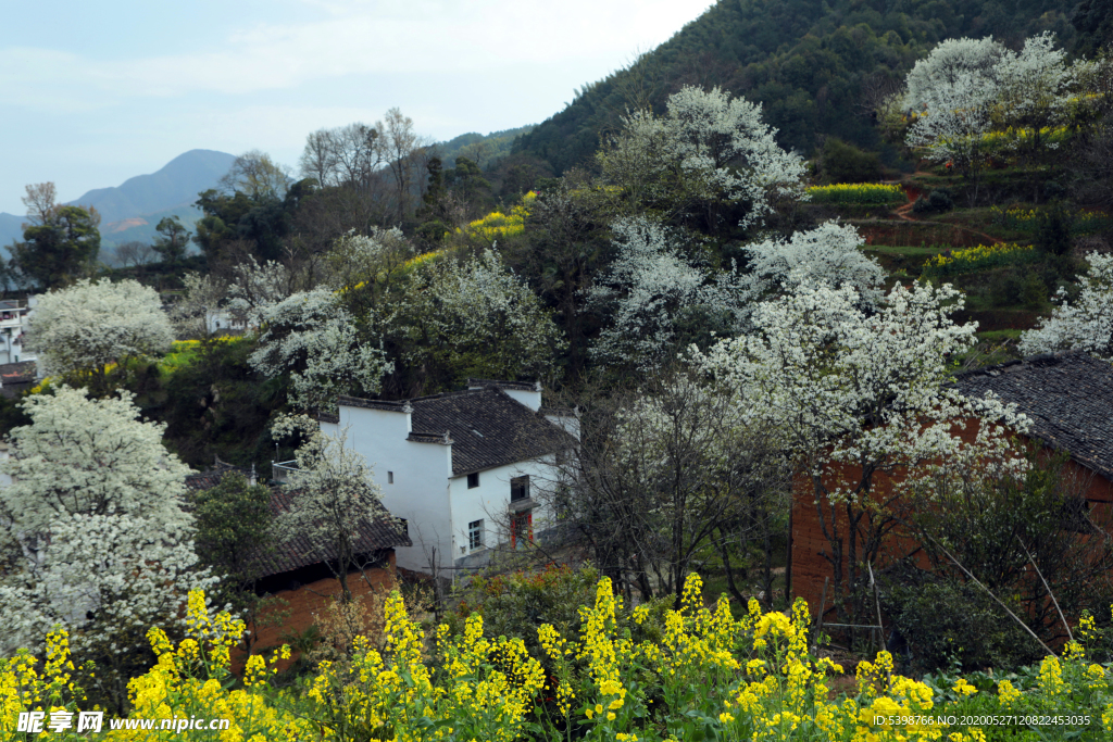 黄山宏村油菜花