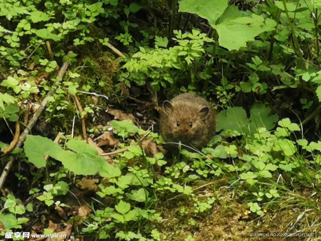 野生动物老鼠