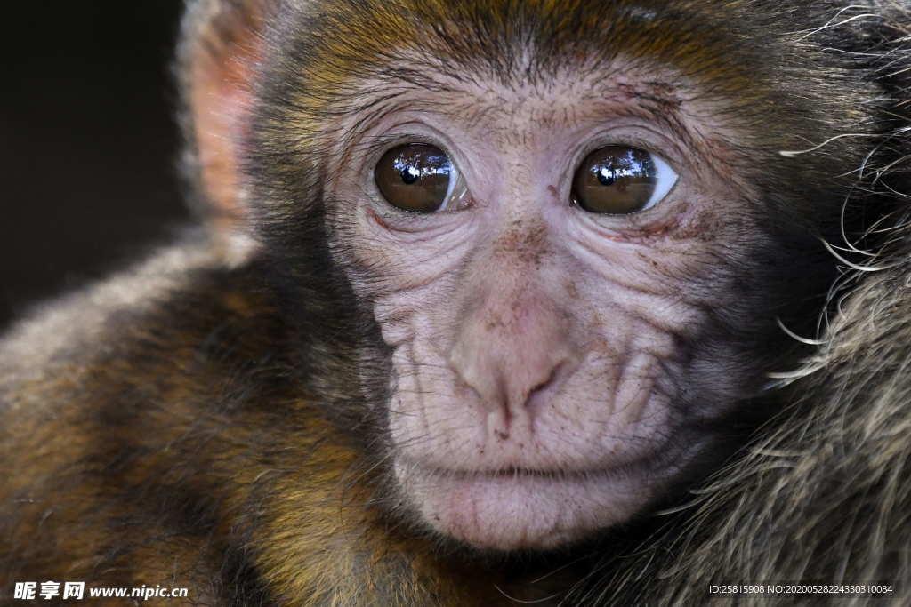 狒狒猴子猕猴图片