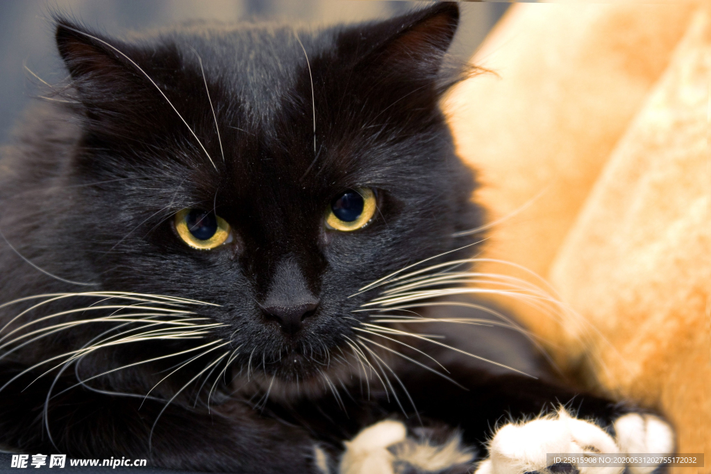 黑猫宠物猫图片