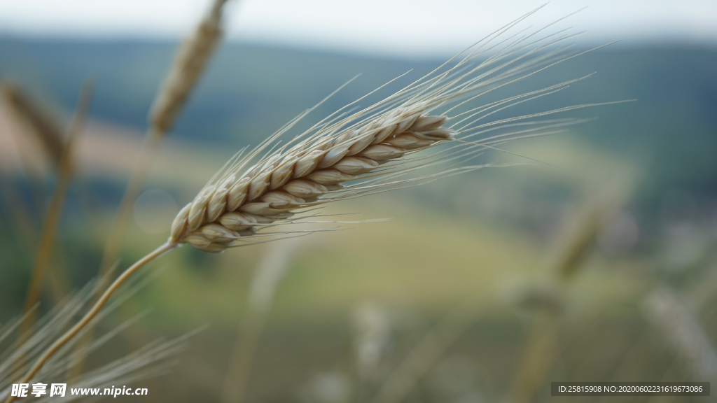 麦穗小麦穗子麦田图片