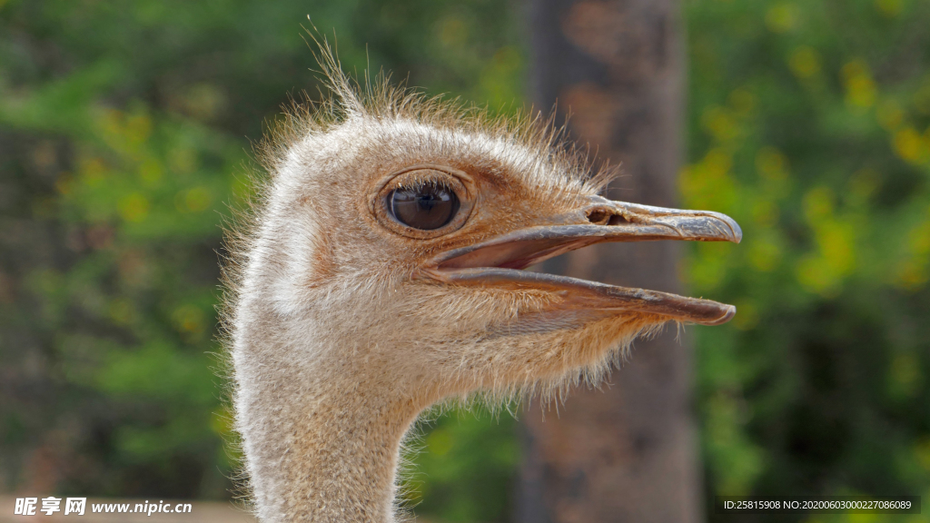 鸵鸟头部特写图片