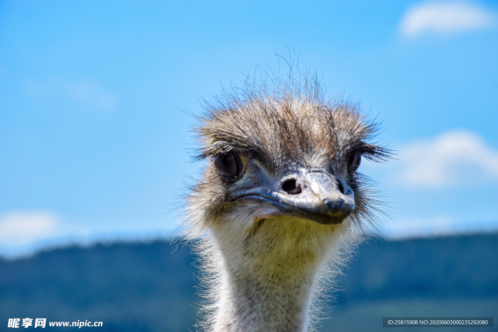 鸵鸟头部特写图片