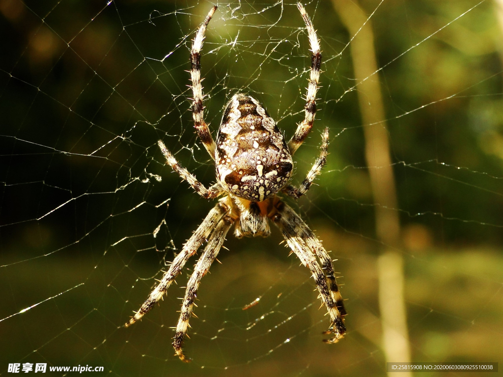 蜘蛛网蜘蛛图片