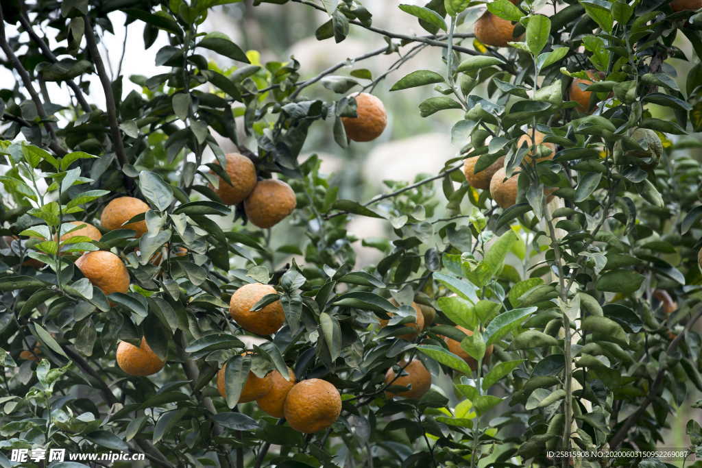 橘子柑橘橙子桔子图片