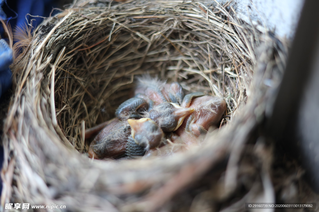 雏鸟 鸟窝