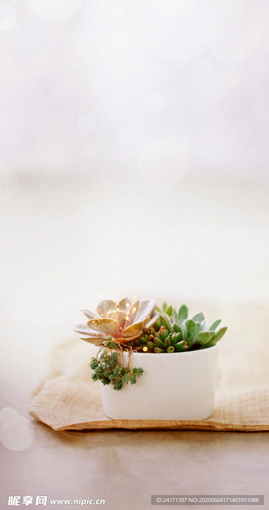 多肉 植物 暖场活动 diy