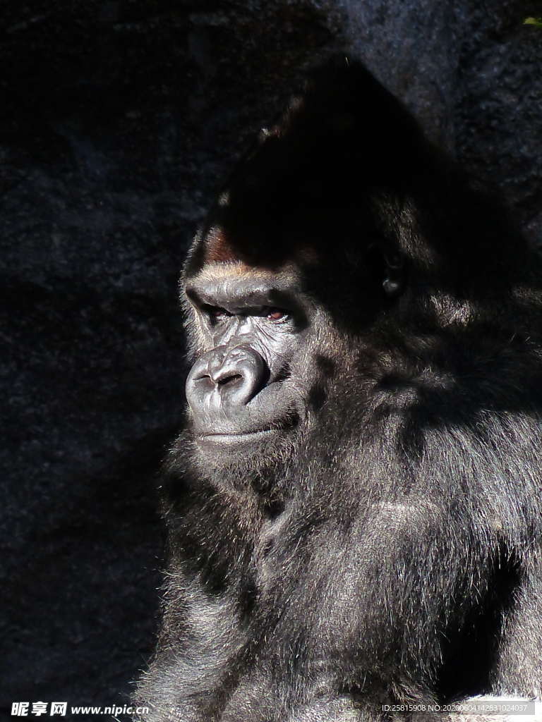 大猩猩黑猩猩图片