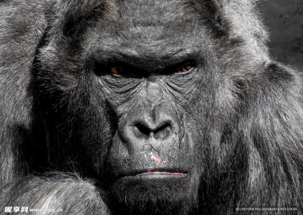 大猩猩黑猩猩图片