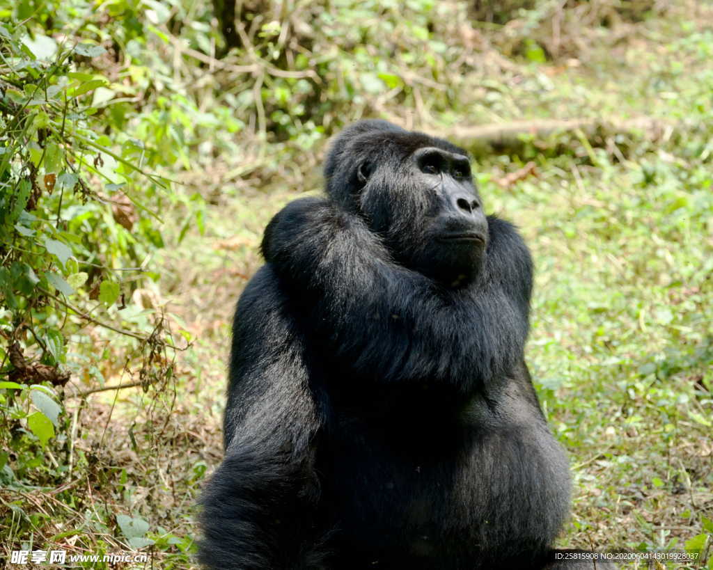 大猩猩黑猩猩图片