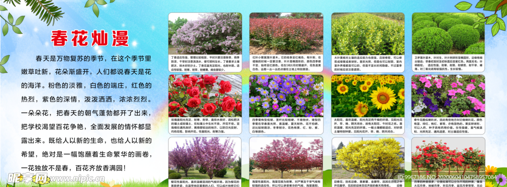 校园展板  花草简介