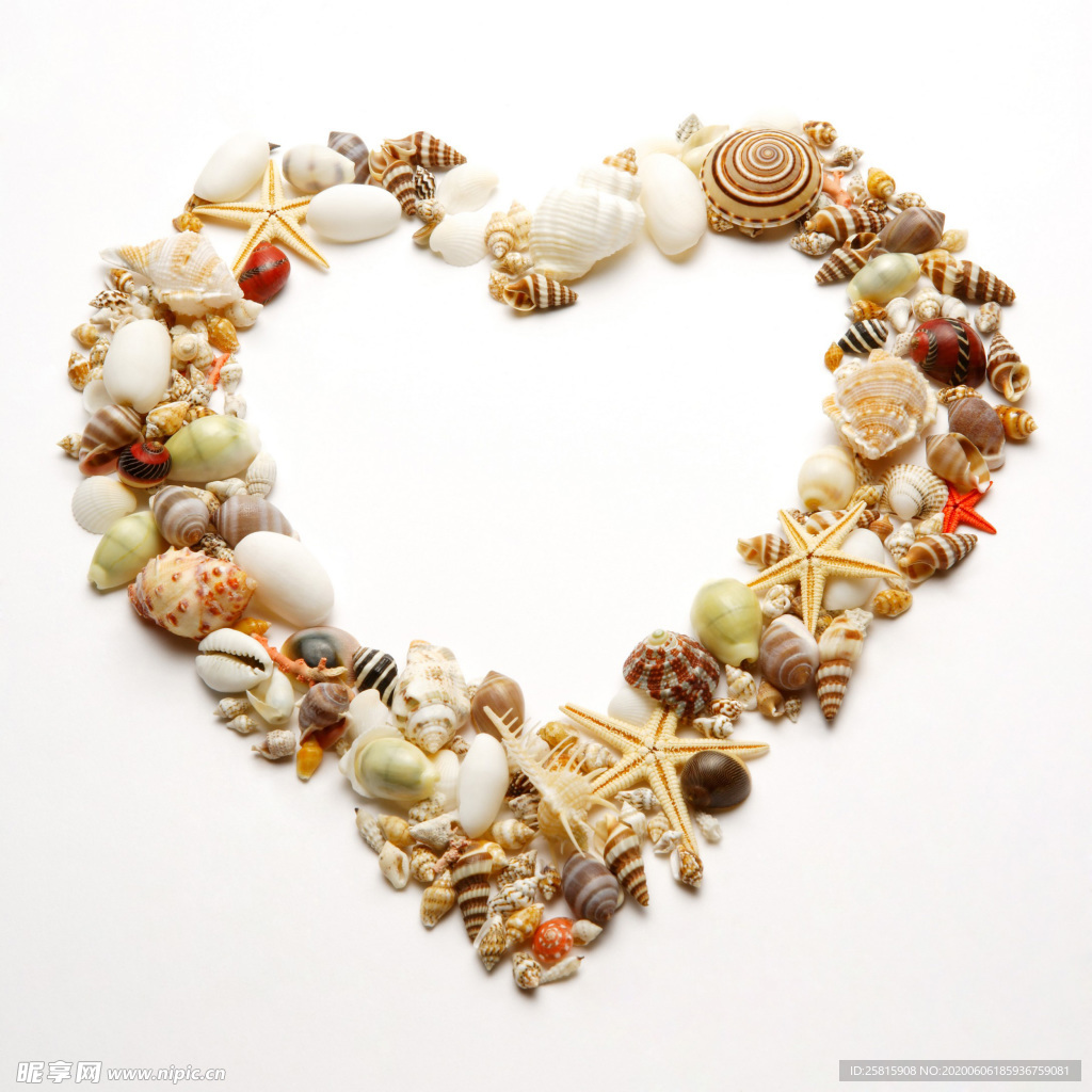 贝壳海螺唯美图片