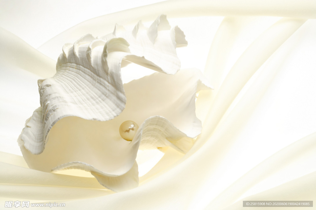 贝壳海螺唯美图片