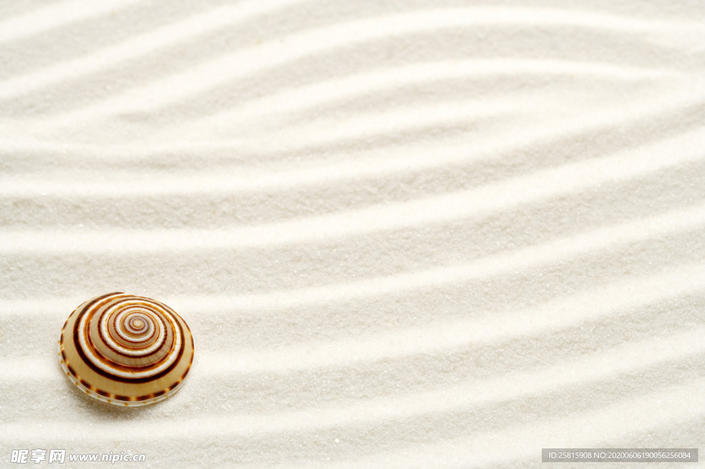 贝壳海螺唯美图片