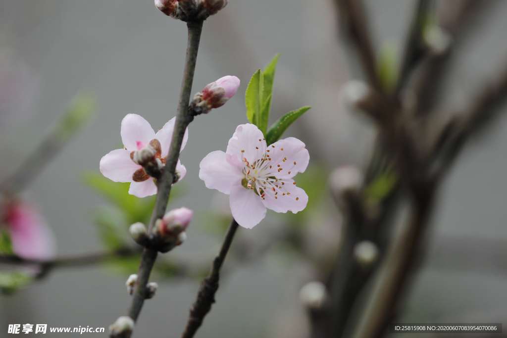 桃花桃树桃花林图片