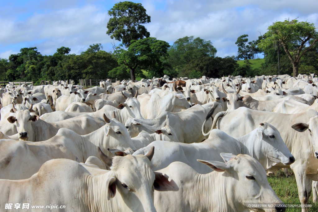 水牛奶牛肉牛黄牛红牛图片