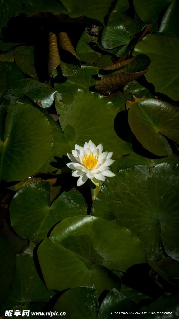 白莲白色睡莲图片