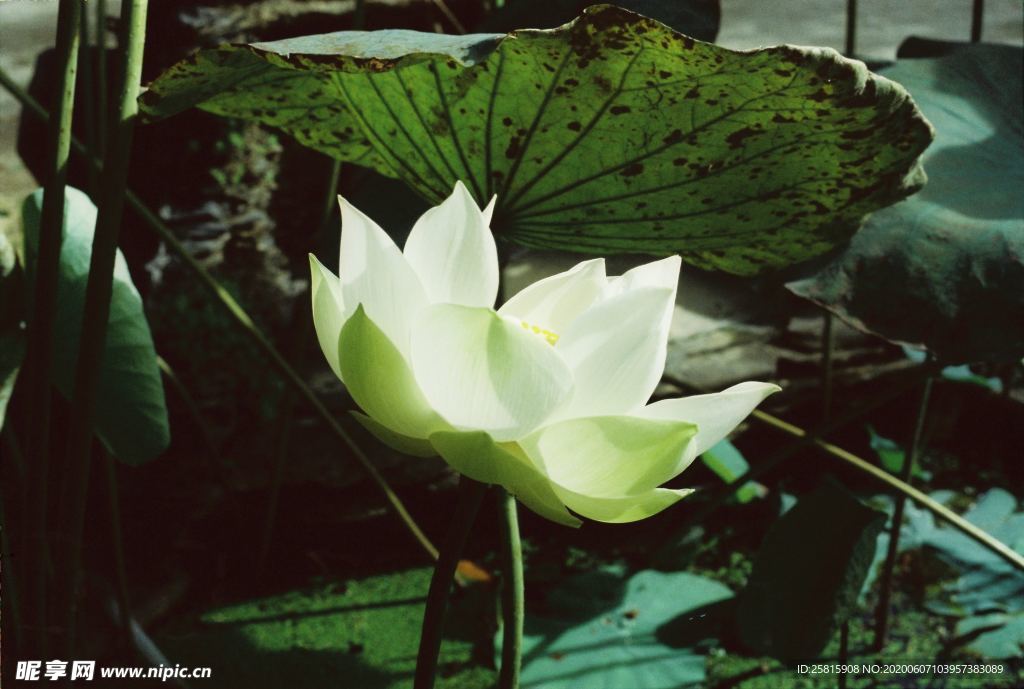 白莲白色睡莲图片