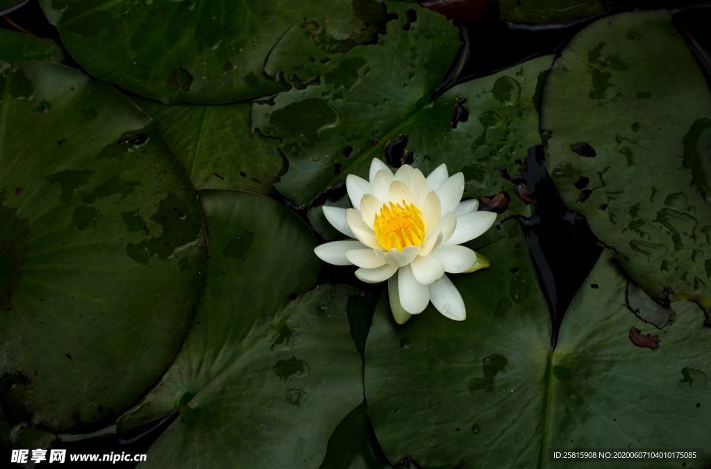 白莲白色睡莲图片