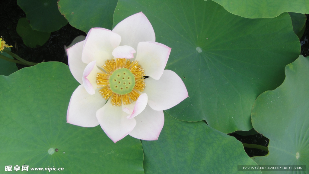 白莲白色睡莲图片