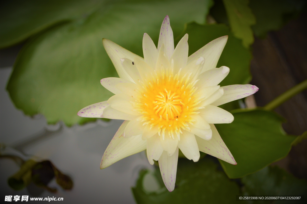 白莲白色睡莲图片