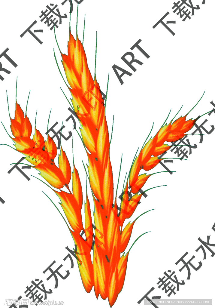 穗花 麦花 金色花 叶子 热带