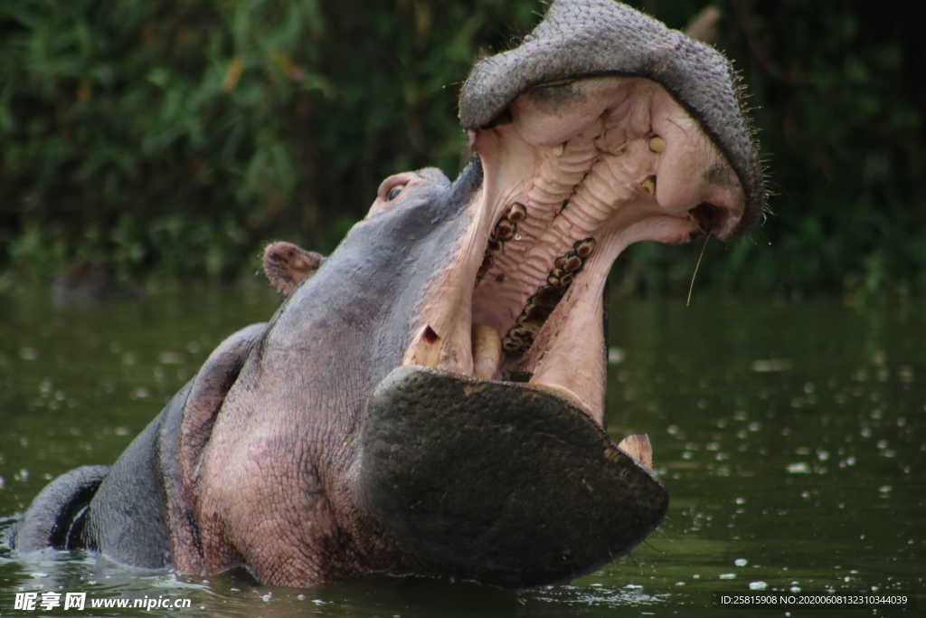 河马野生河马图片