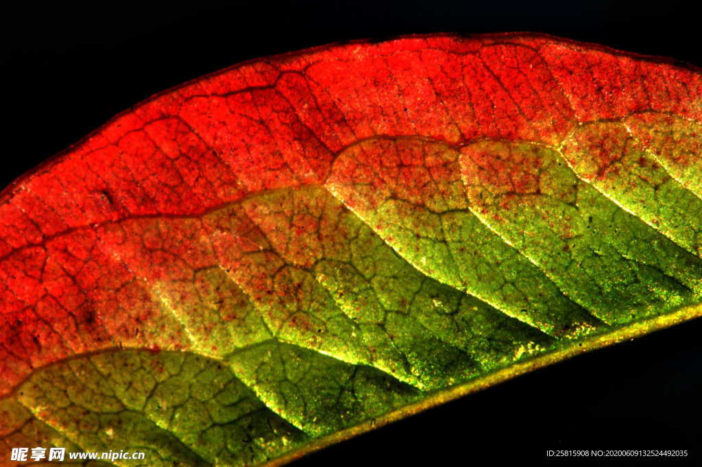 秋叶落叶树叶图片