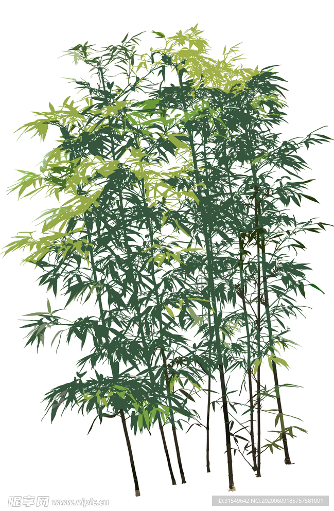 竹子 竹林 绿色 竹叶 风景