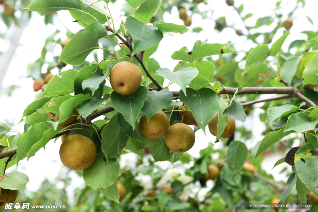 果园里梨子树上的梨子