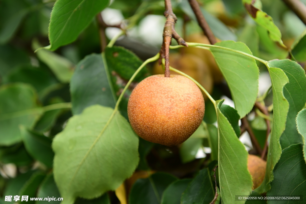 果园里梨子树上的梨子