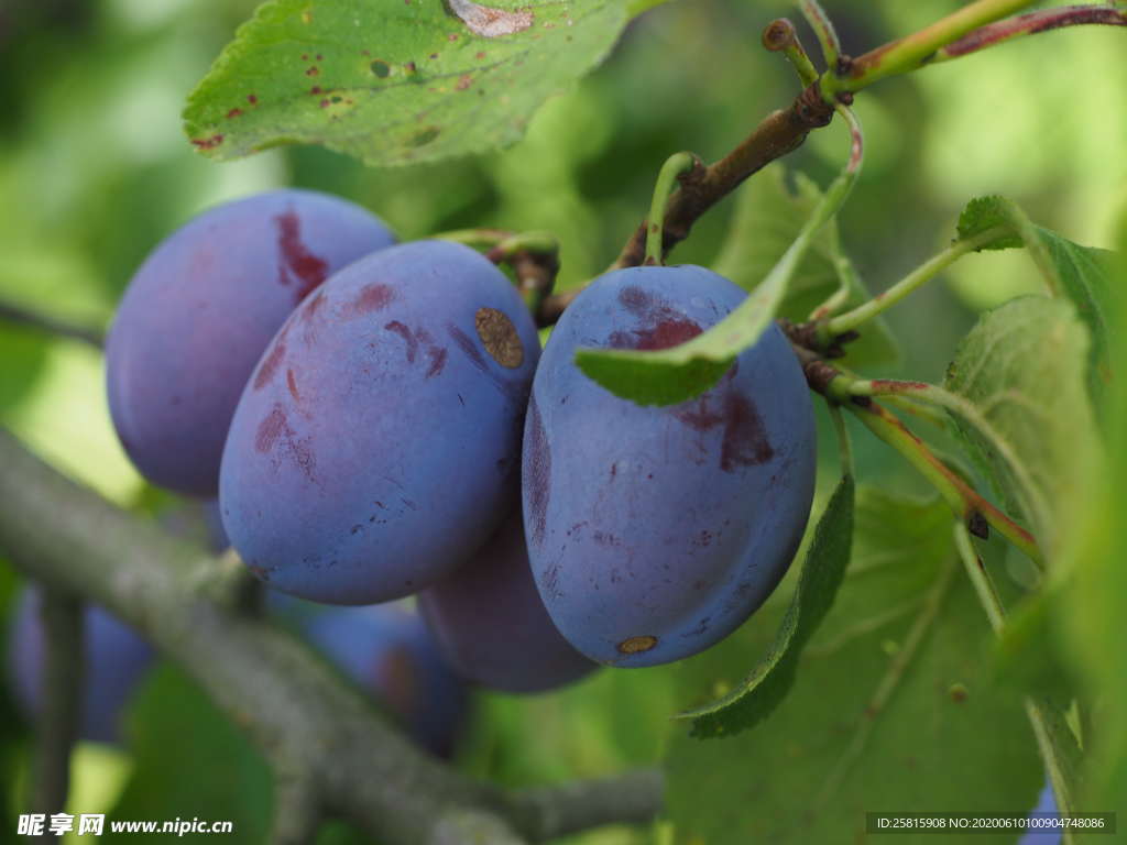西梅梅子梅干图片