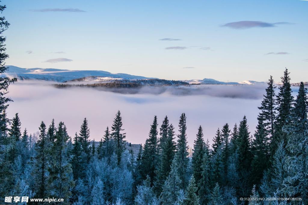 松林后面是雪原