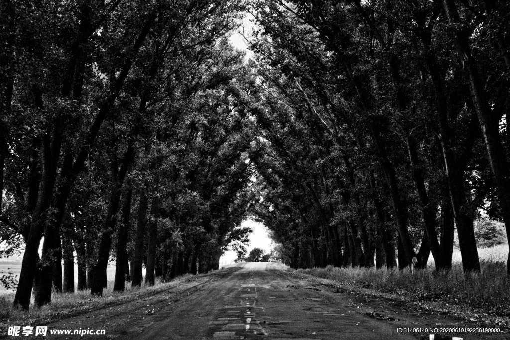 树林大道图片