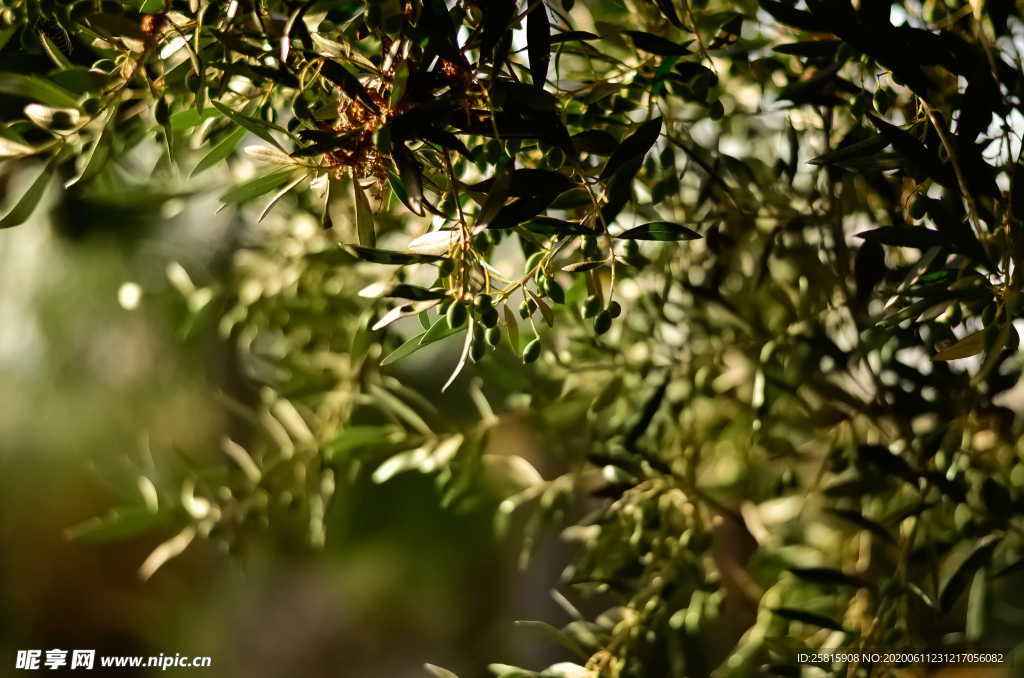 橄榄青果山榄忠果橄榄树图片