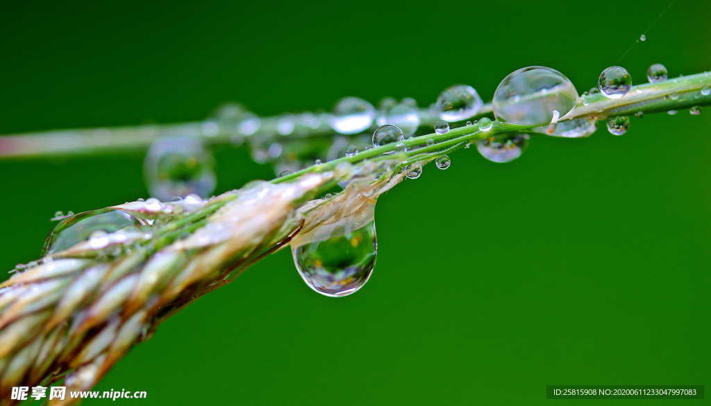露水露珠水滴水珠图片