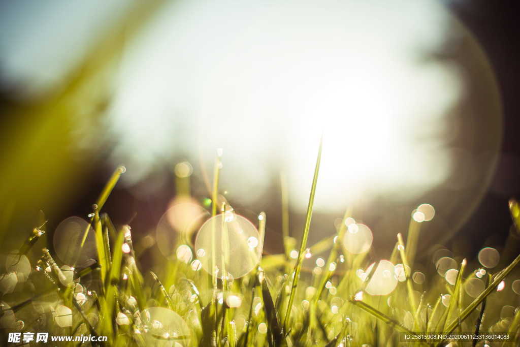 露水露珠水滴水珠图片