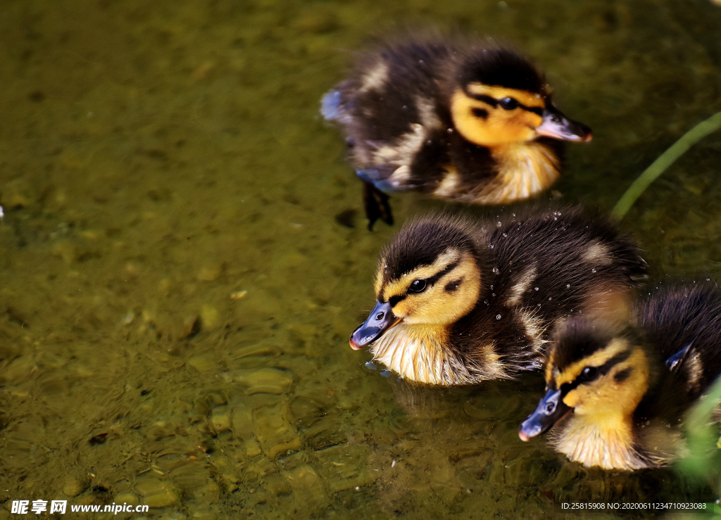 鸭子小鸭子水中鸭子图片