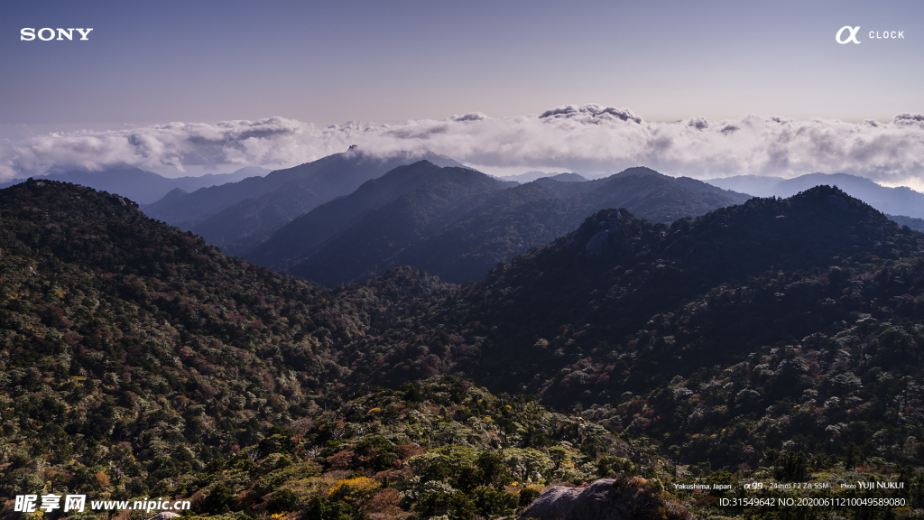 旅游 国外        树林