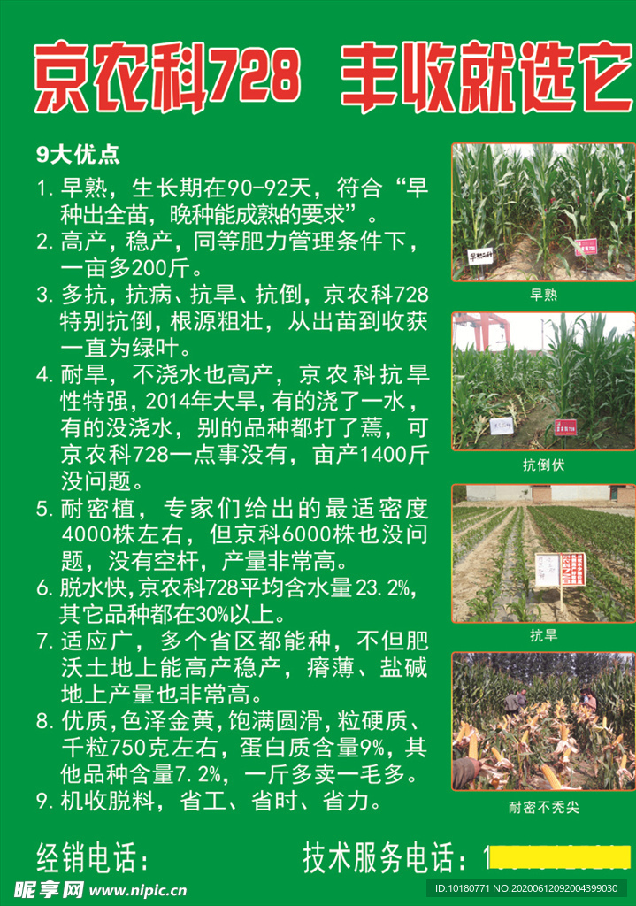 玉米种子宣传单