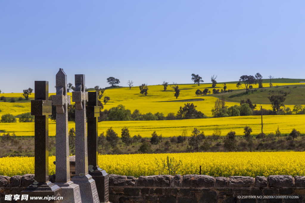 油菜花菜籽花图片