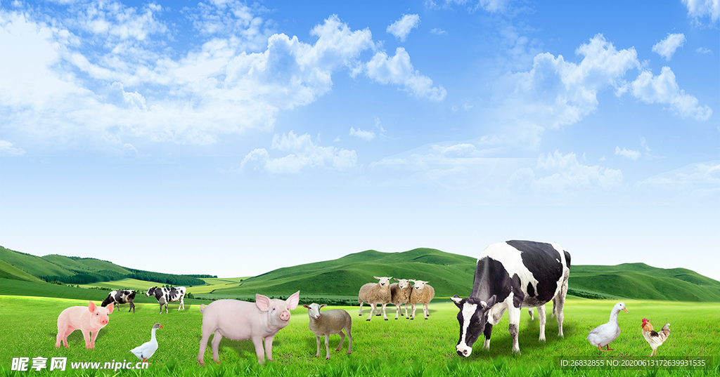 草地上的猪牛羊