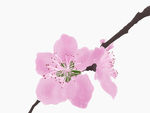桃花手绘