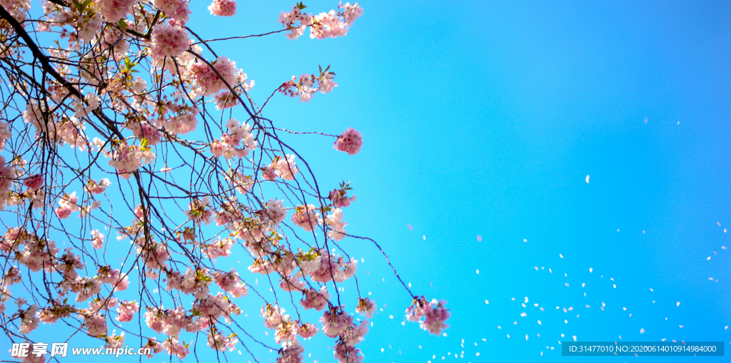 蓝天 桃花