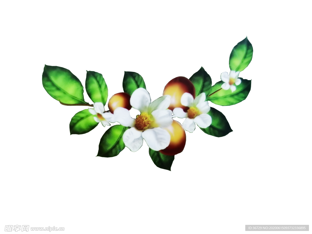 镂空背景白色野生山茶花果并茂图