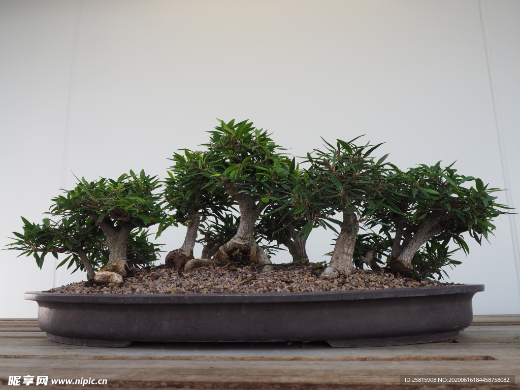 盆栽盆景瓶栽室内外花草图片