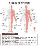 人体穴位图