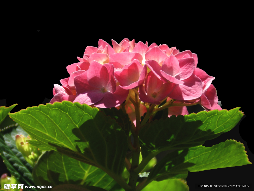 绣球花八仙花清新图片