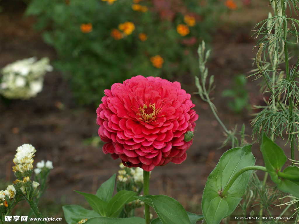 百日菊百日草唯美图片