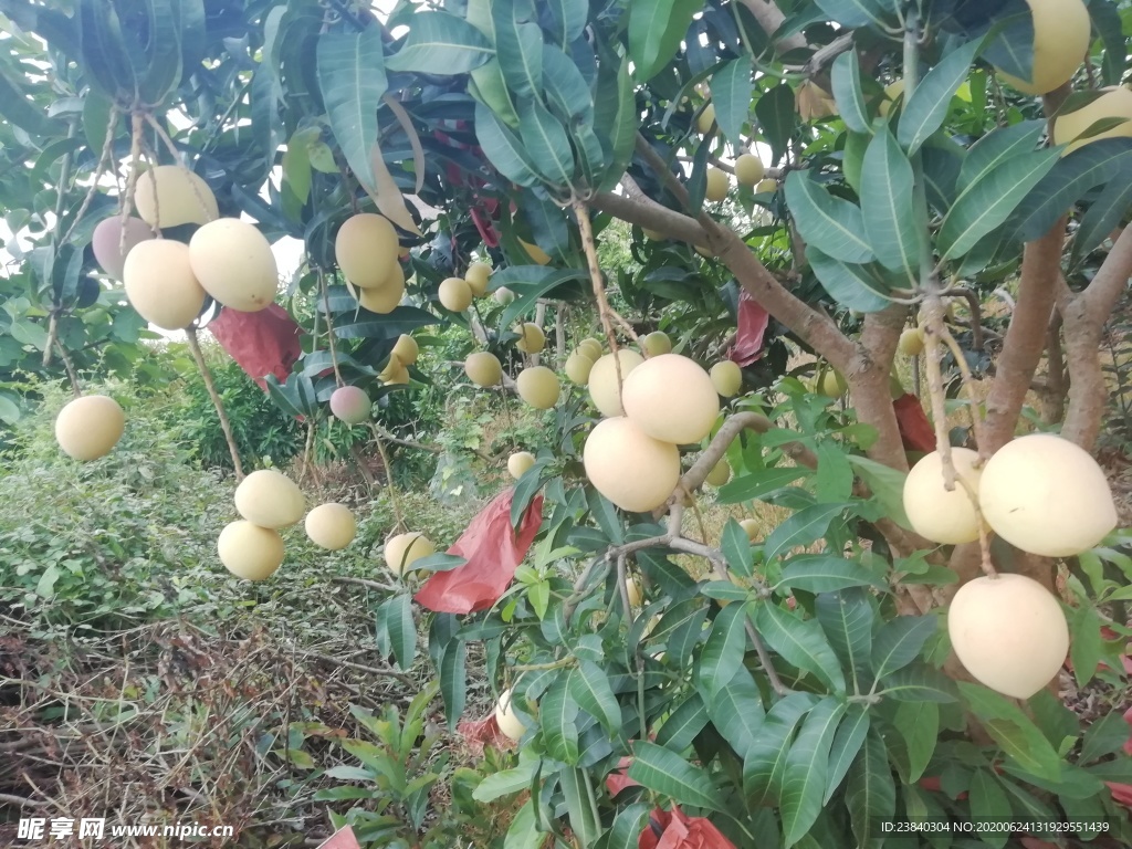 一树芒果